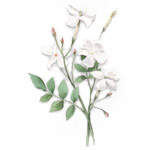 Jasminum officinale var. grandiflorum